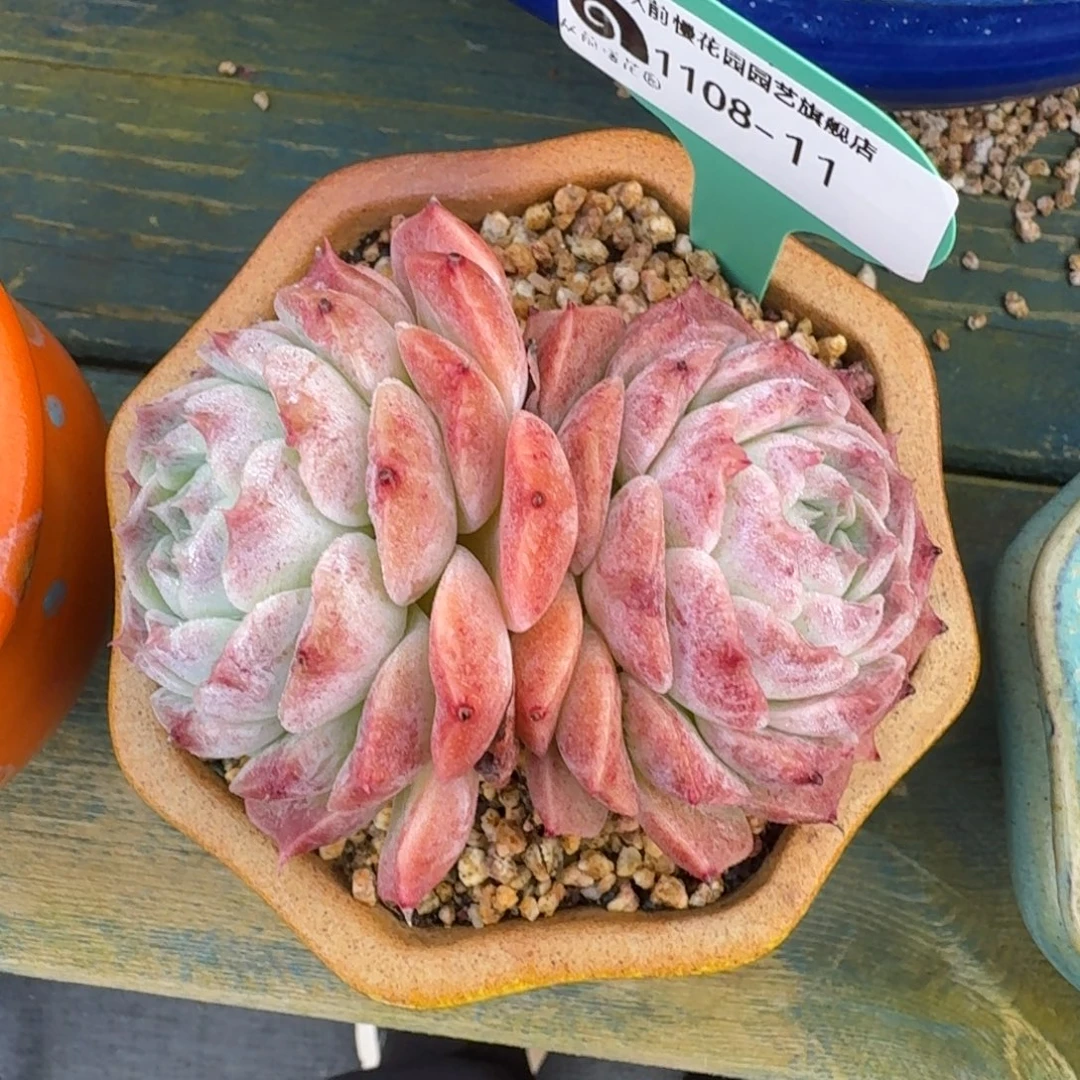 从前慢多肉精选编号1108.11