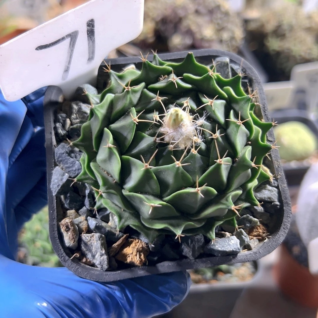 仙人球1111111111111