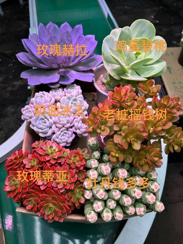 钱多多组合（6盆）带盆带土室内室外好养好养绿植盆栽