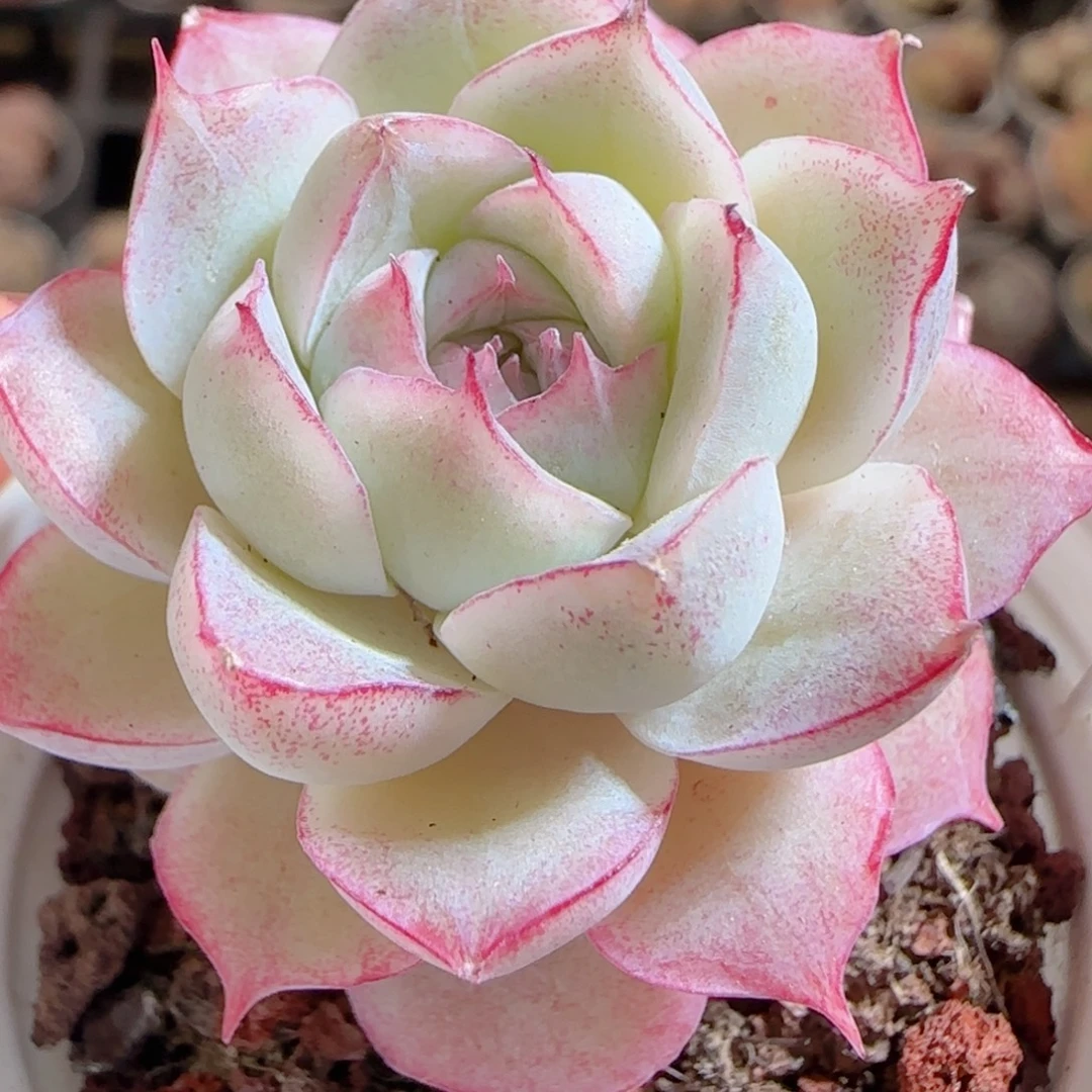 花语多肉0103-60女王