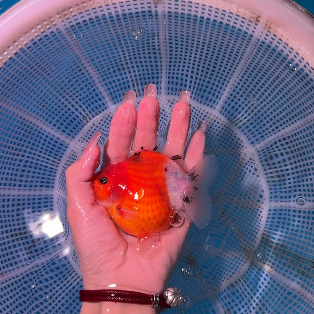 金鱼亚成红白短尾将军狮子