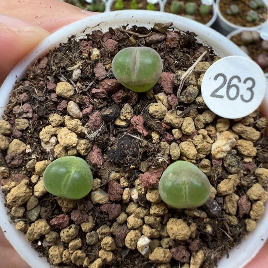 安格一颗脱土263000