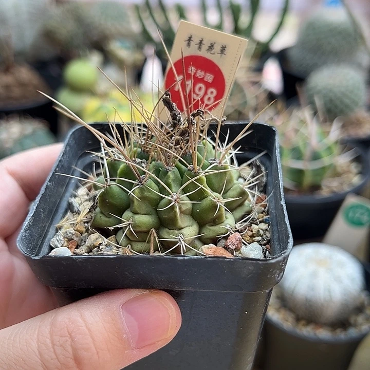 实生狂刺球一棵仙人球
