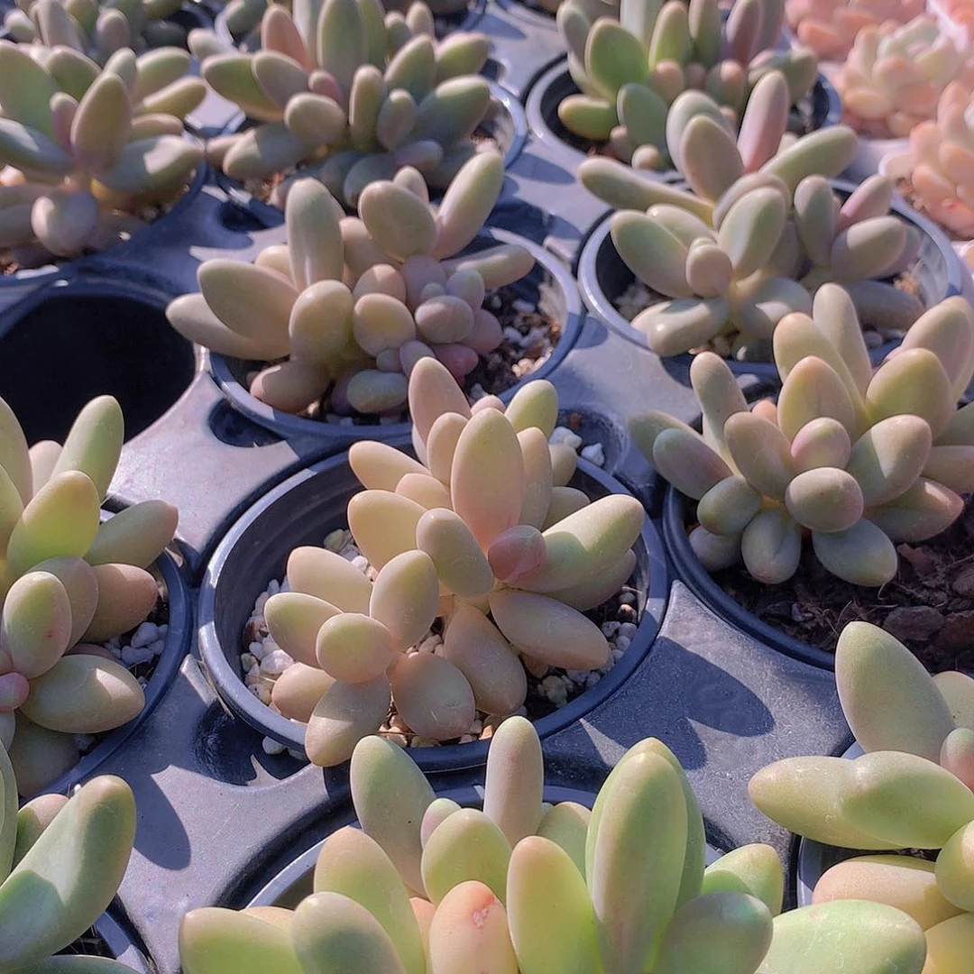 糖果美人3567899000