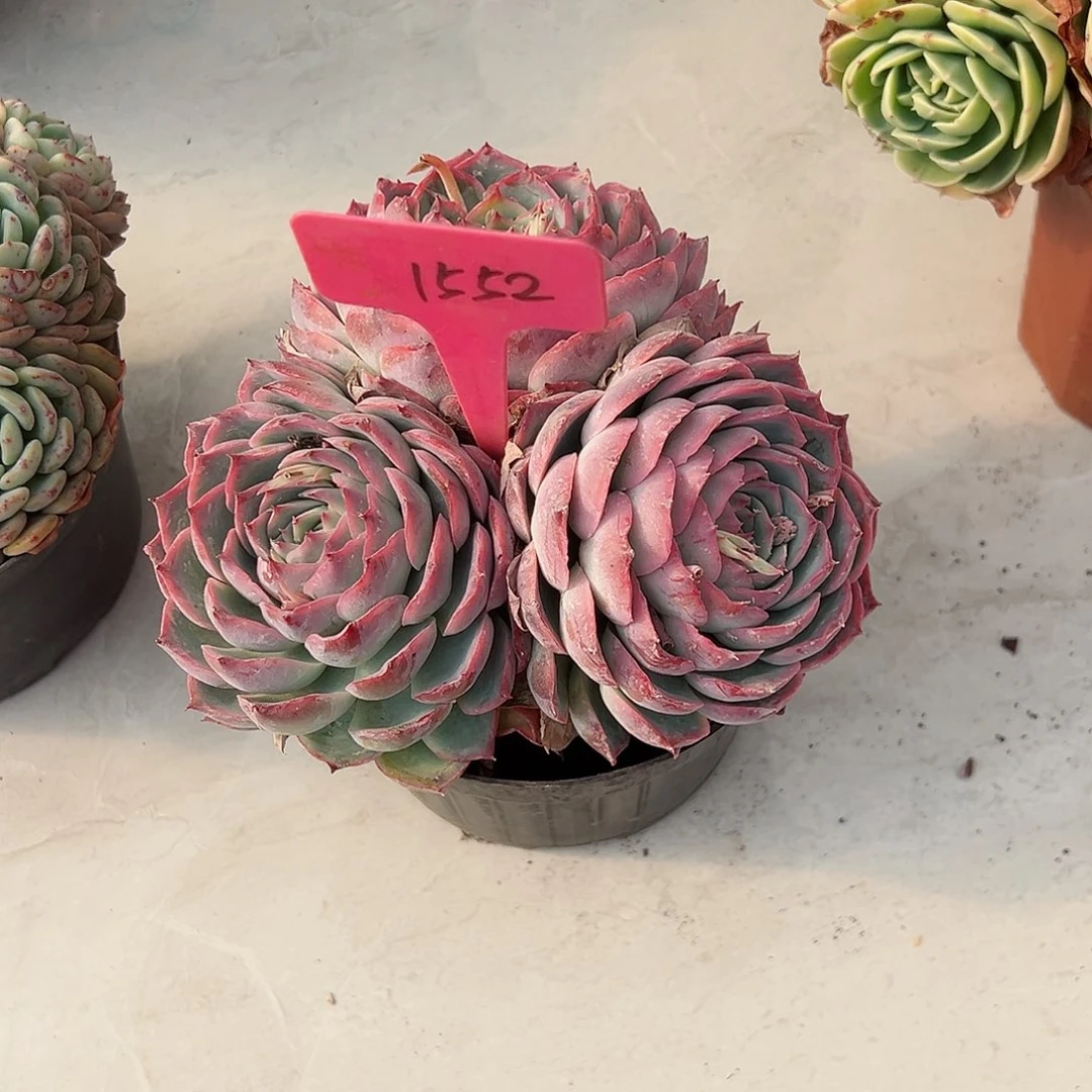 桃**猫1552侧影多肉植物