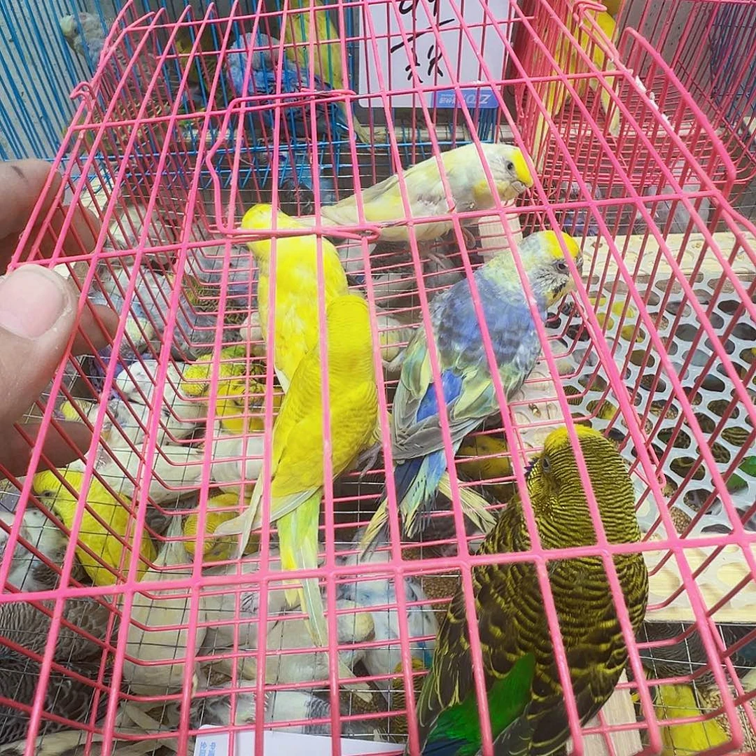 虎皮鹦鹉五只不包活