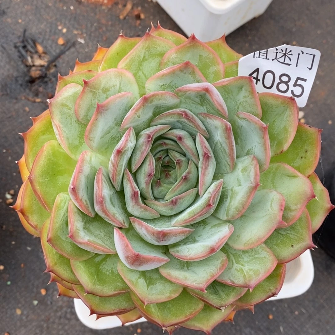 咖***辣杂交精品多肉4085~14厘米