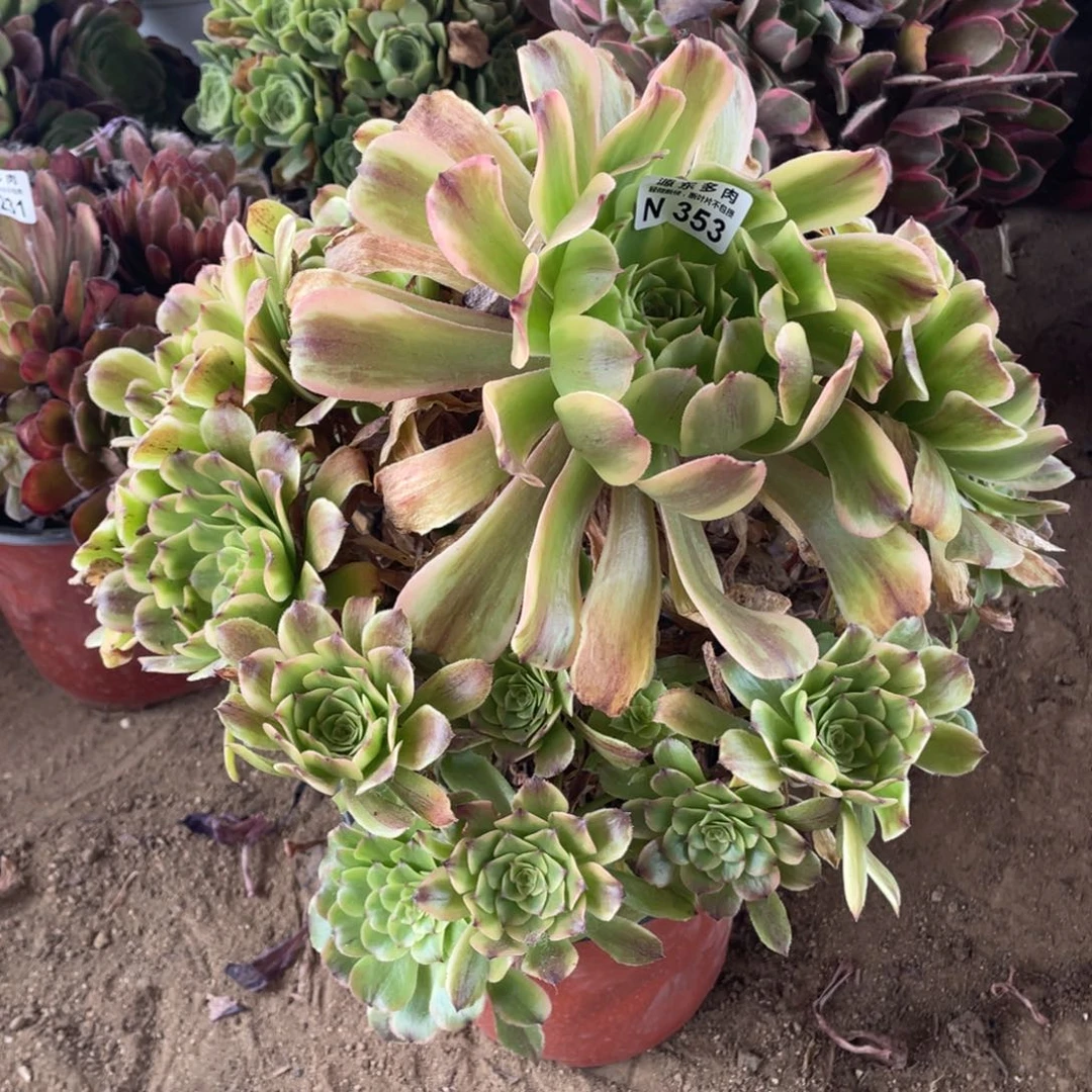 353沙皇多肉法师断枝不包