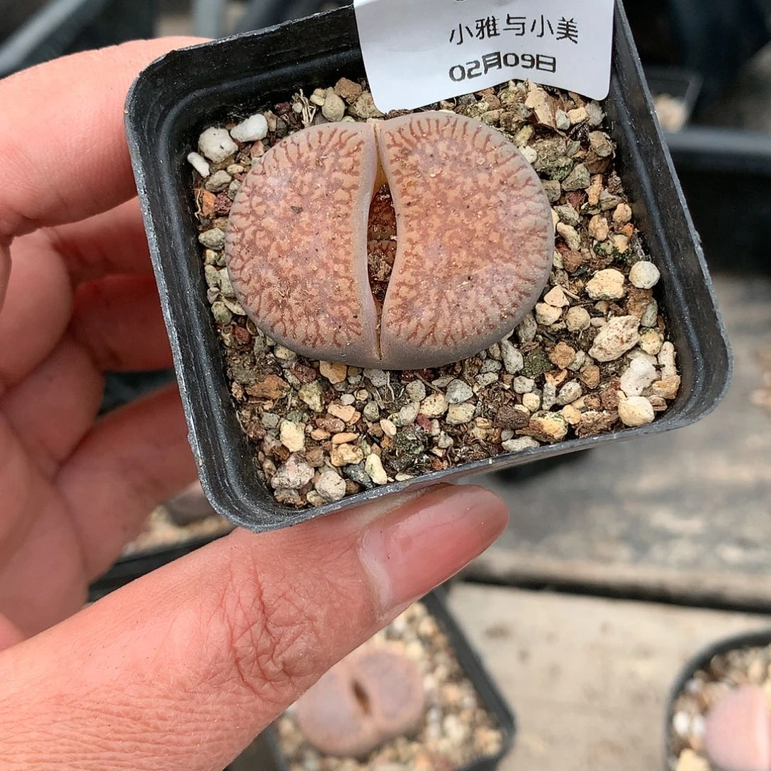 G63多肉植物保护研究所