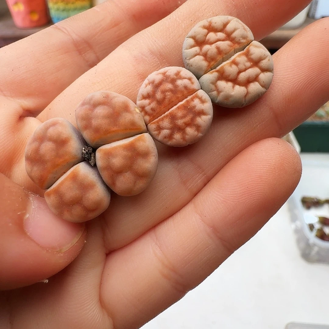 多肉植物福利风铃111