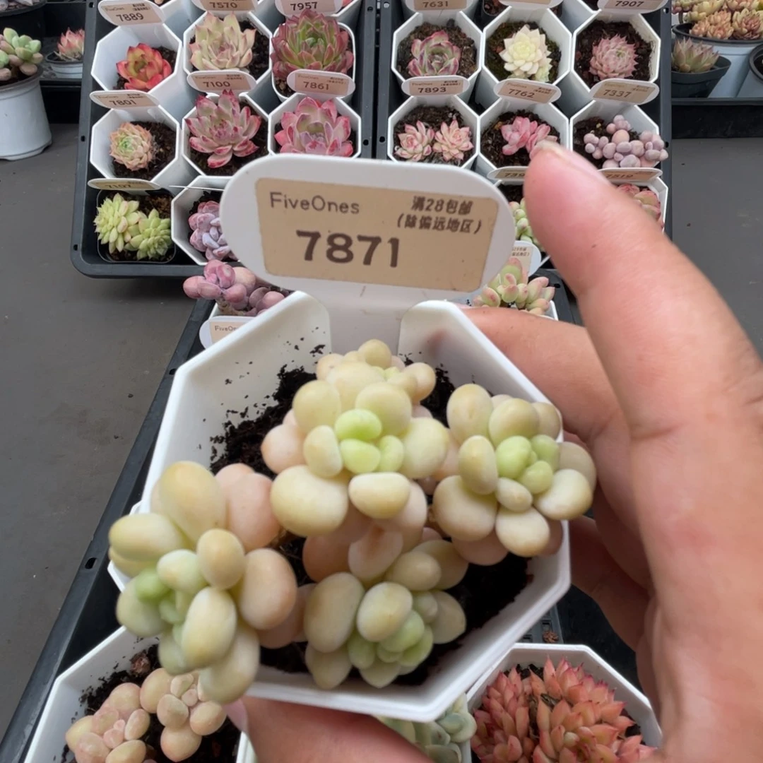 7871鱼子酱4.5厘米