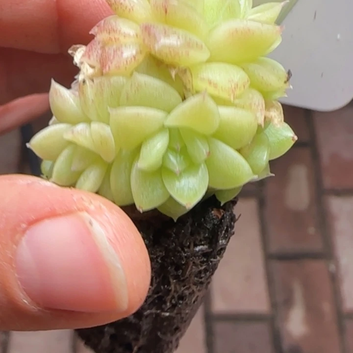 564号  优选麦秆