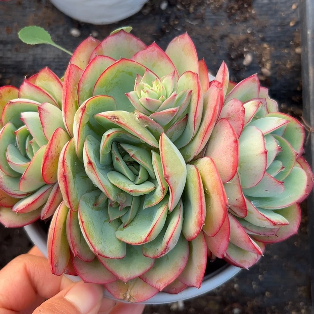 牡丹亭杜呃呃呃呃呃呃呃呃呃