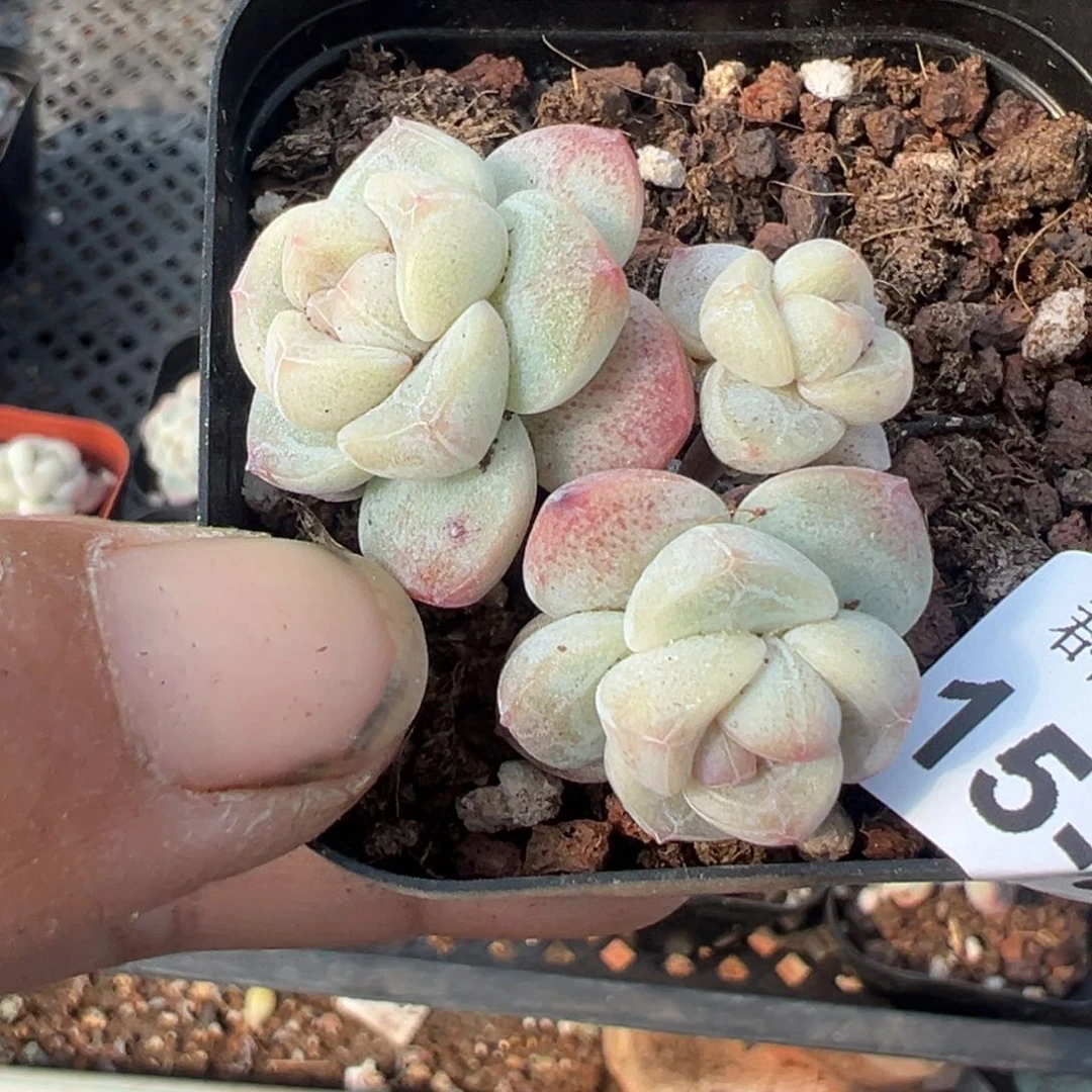 小卡拉米糖心一物一拍15-85