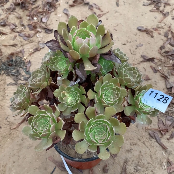 拉****)1128黑魔手捧1号