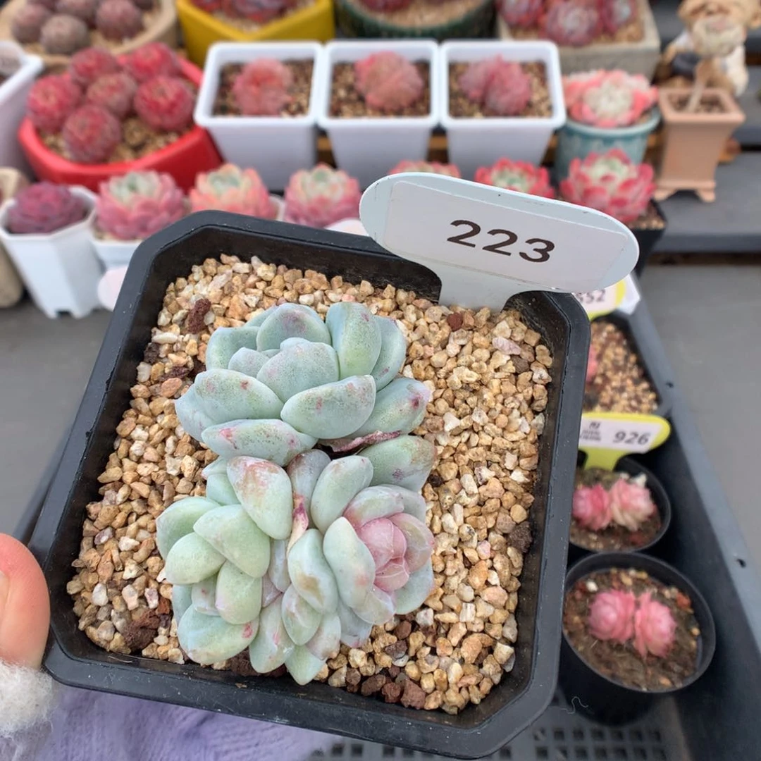 223三头异色冰玉石化