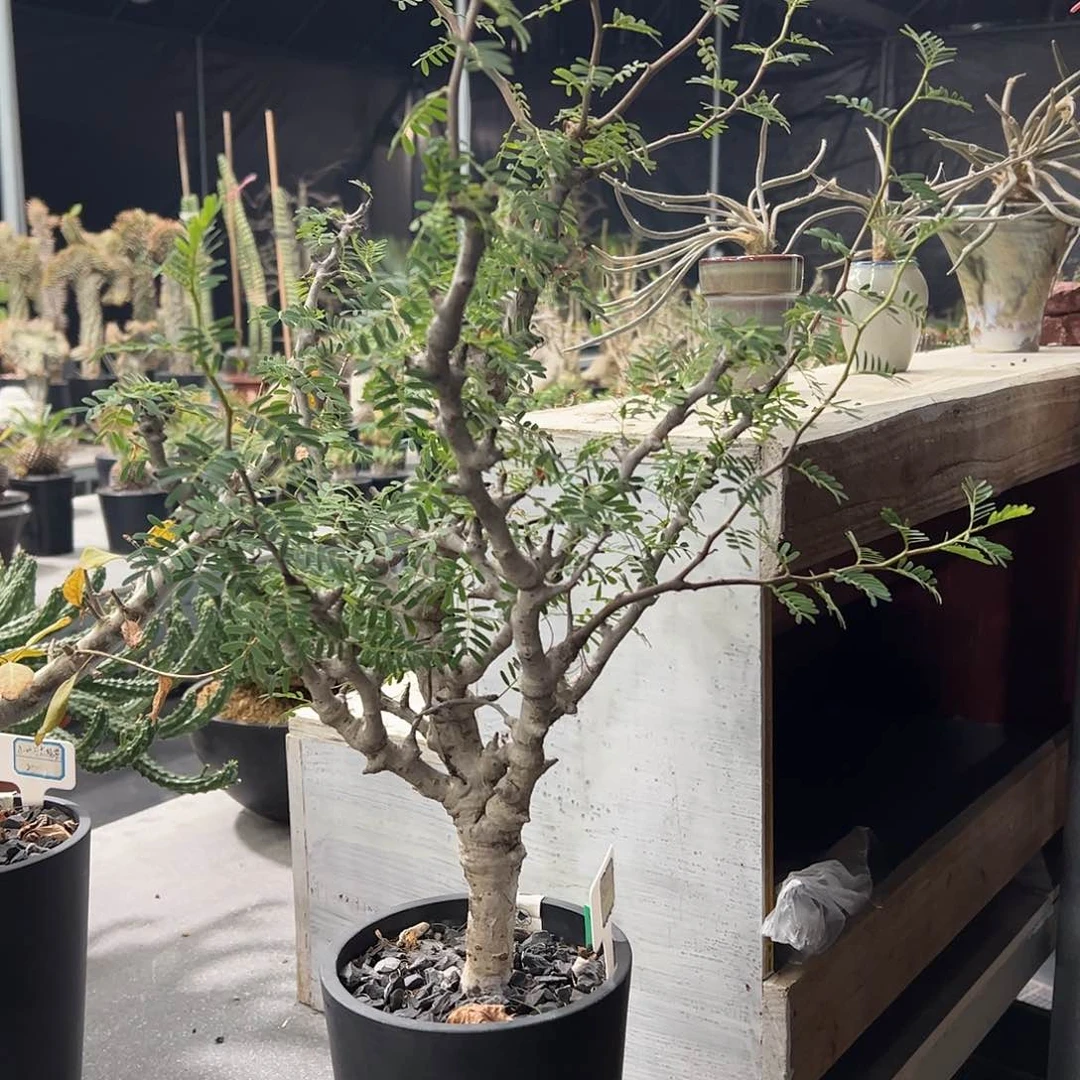 K***i大沙漠苏木