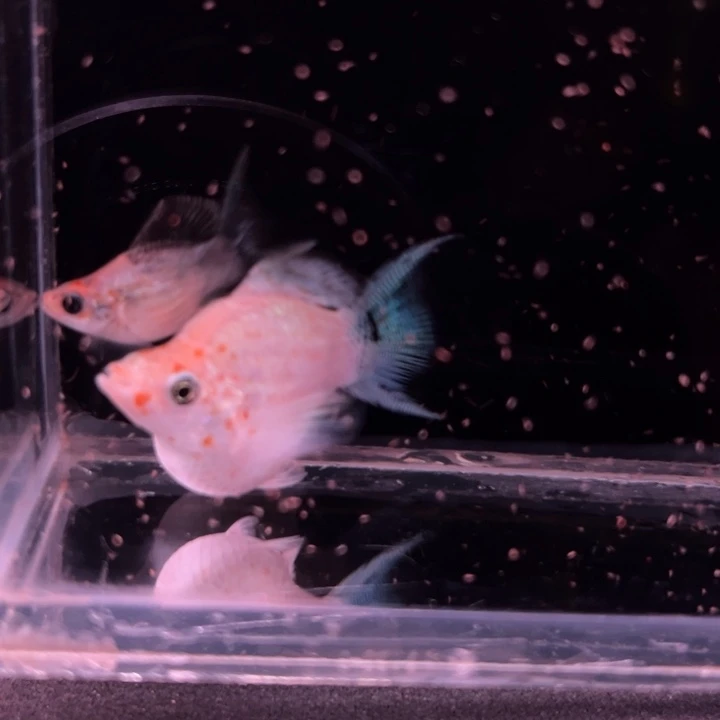 孔雀鱼三色马丽燕尾球1对