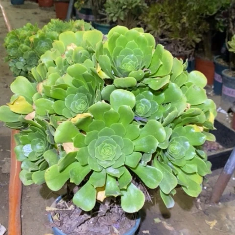 绿羊绒多肉植物044