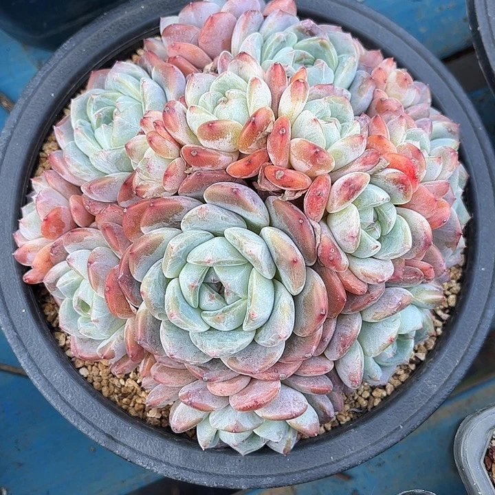 多肉植物一物一拍