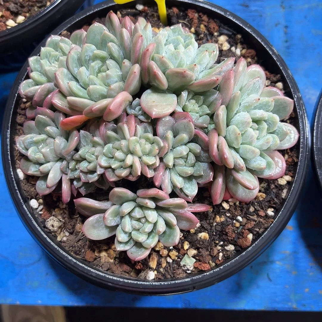 百达翡翠77号多肉植物