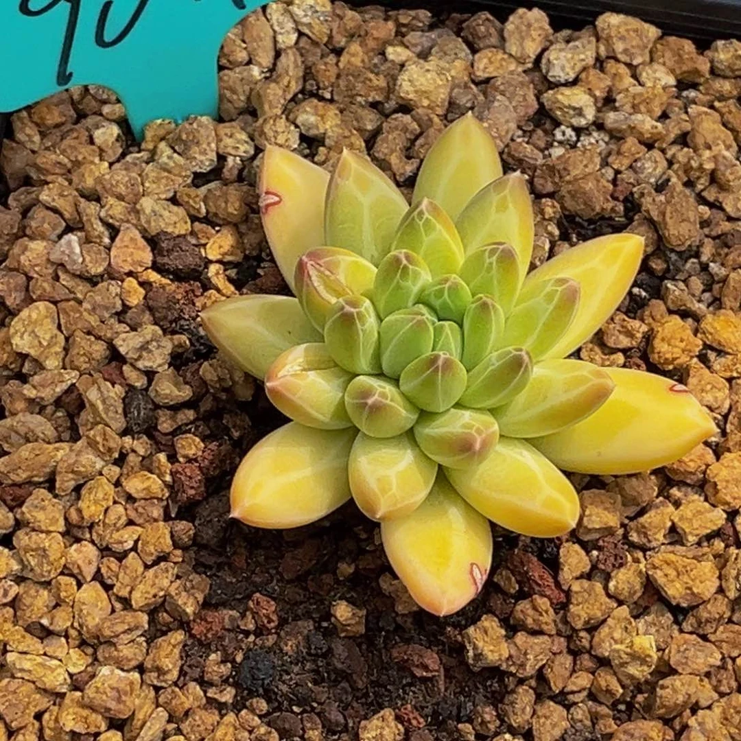 9011号上午多肉植物群生多肉植物