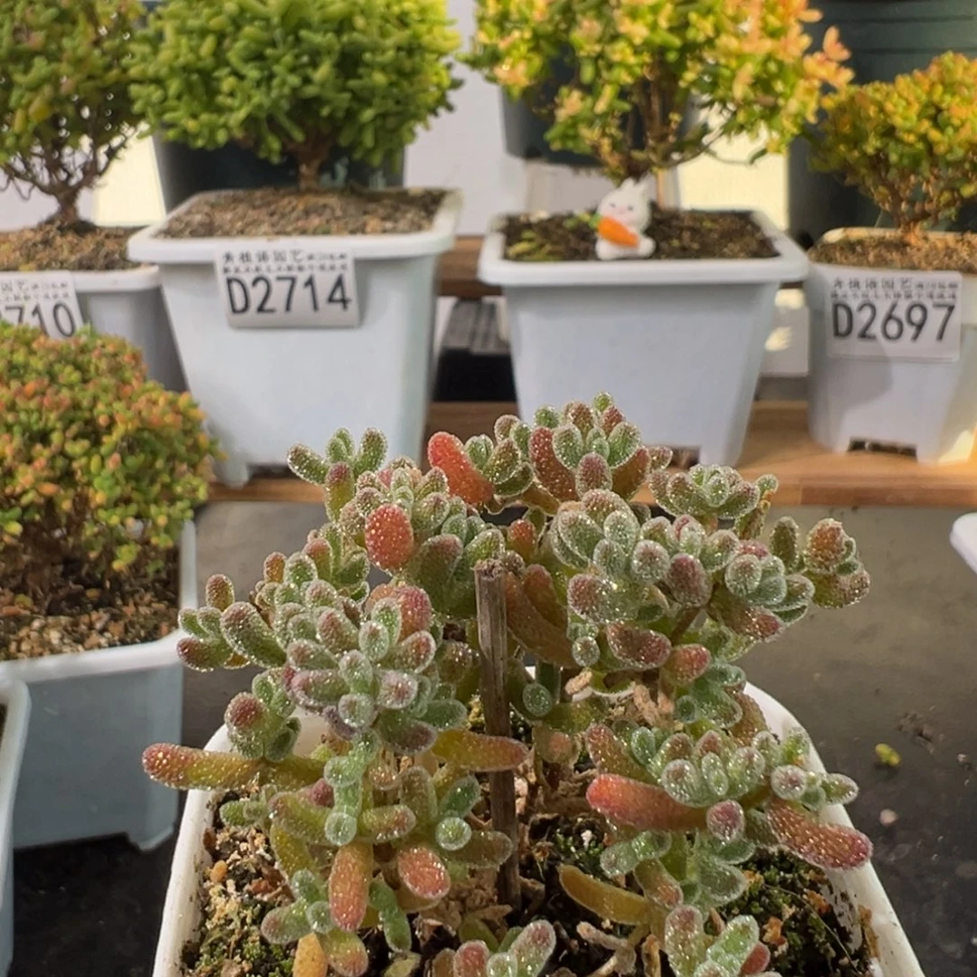 ****٭D2739冰晶一物一拍