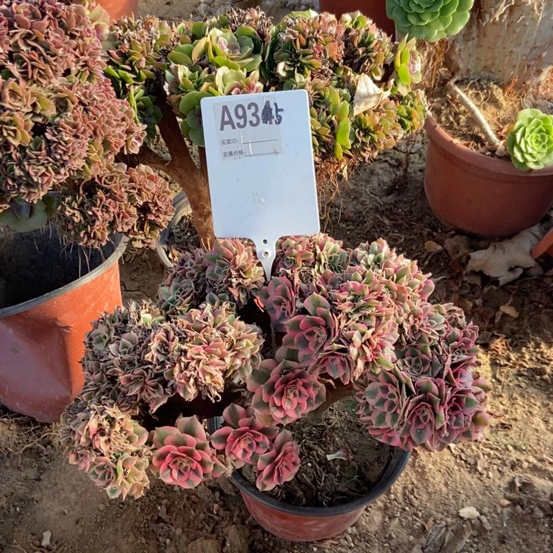 M***mA935粉女巫干伤处理不售后