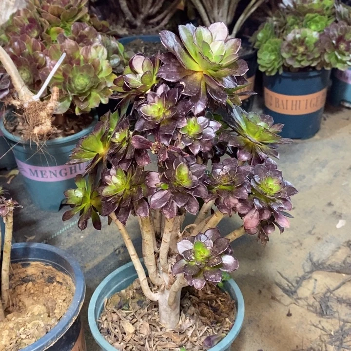 黑法多肉植物3。