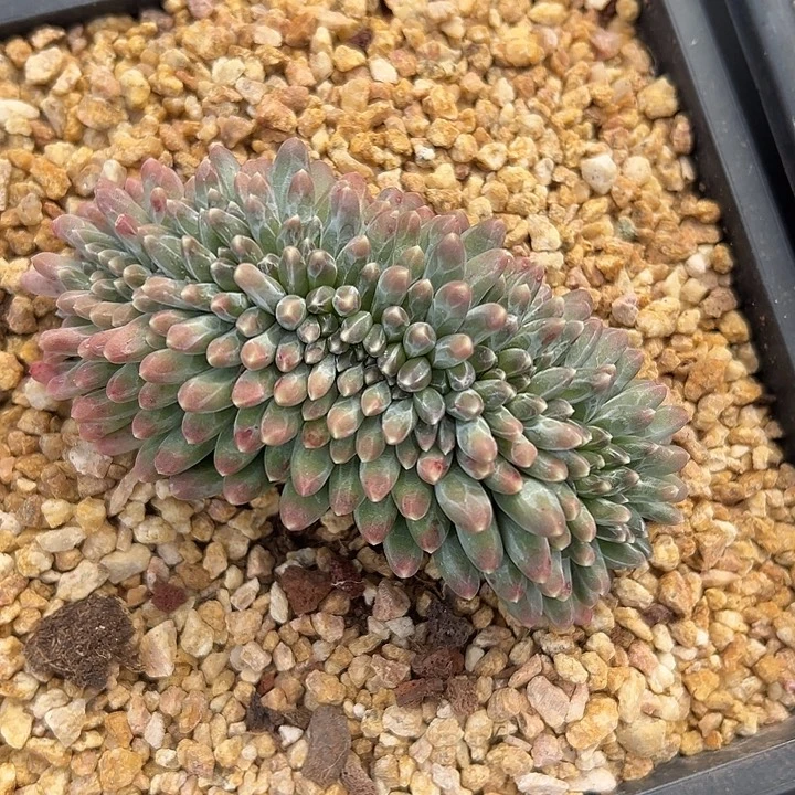 伊卡鲁斯群生缀化