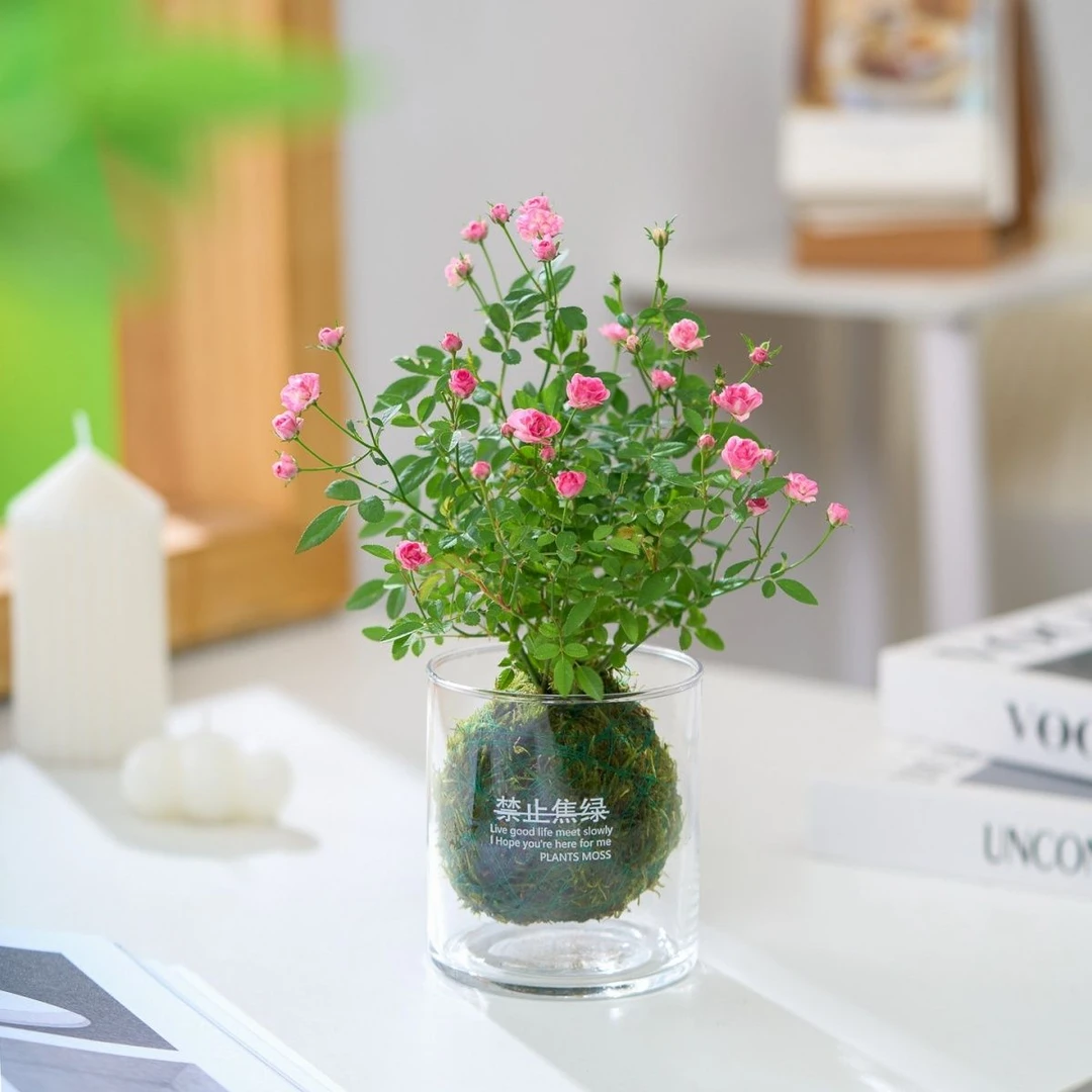 带花四季开花迷你超微型月季玫瑰姬月季苔藓球阳台窗台桌面绿花卉