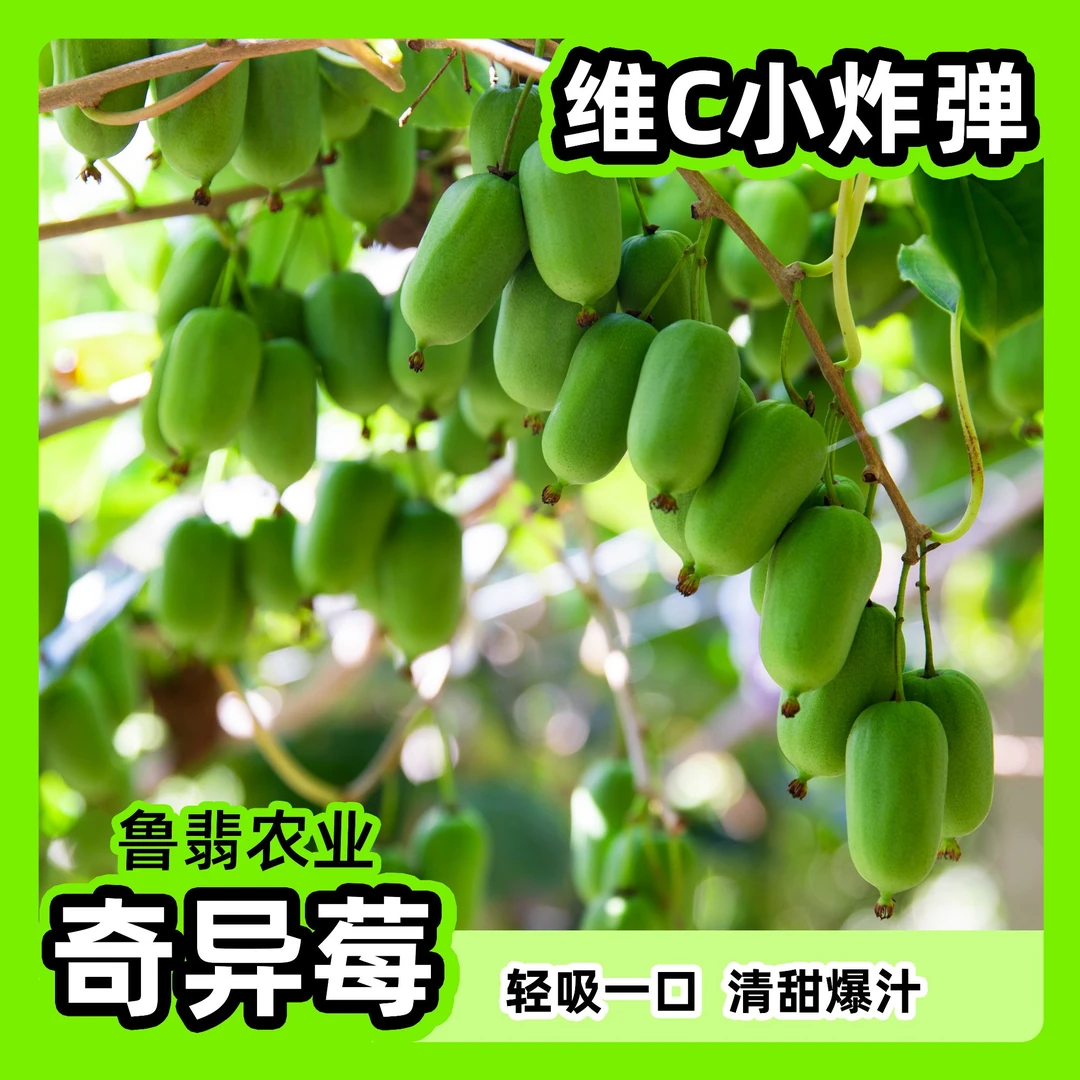 新鲜当季现摘软枣猕猴桃精品奇异莓软糯嫁接香甜猕猴桃树苗