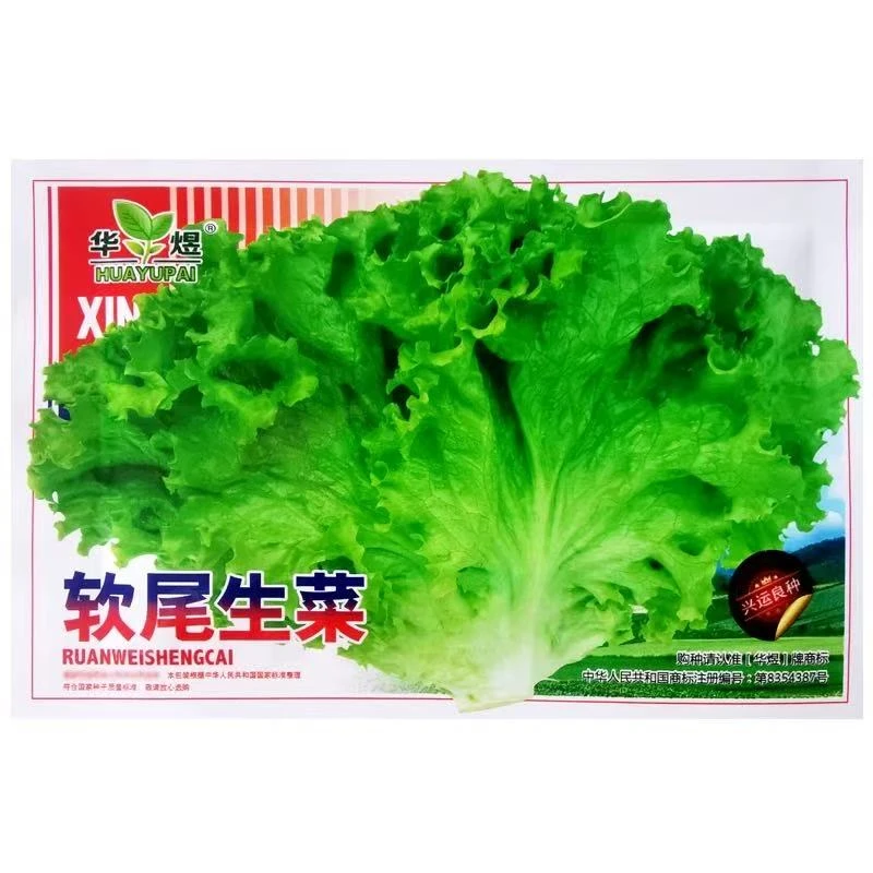 软尾生菜蔬菜种子阳台