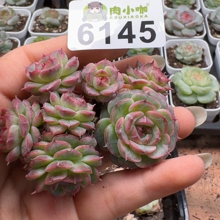 多肉植物多肉植物