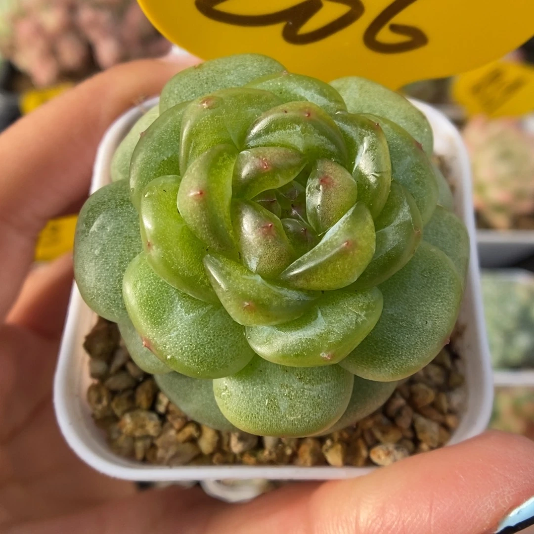 玲珑珍妮可拍206号。