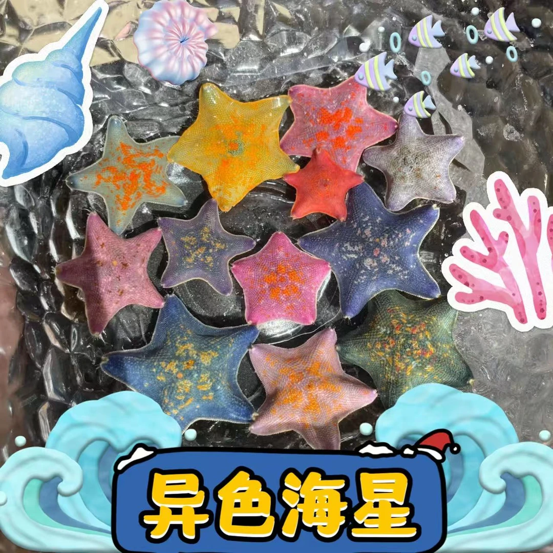 主播私货桌面萌宠派大星