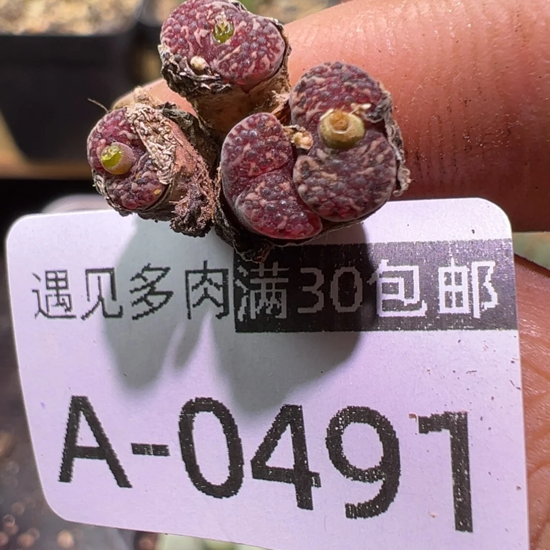 姬***君多肉植物11111111111