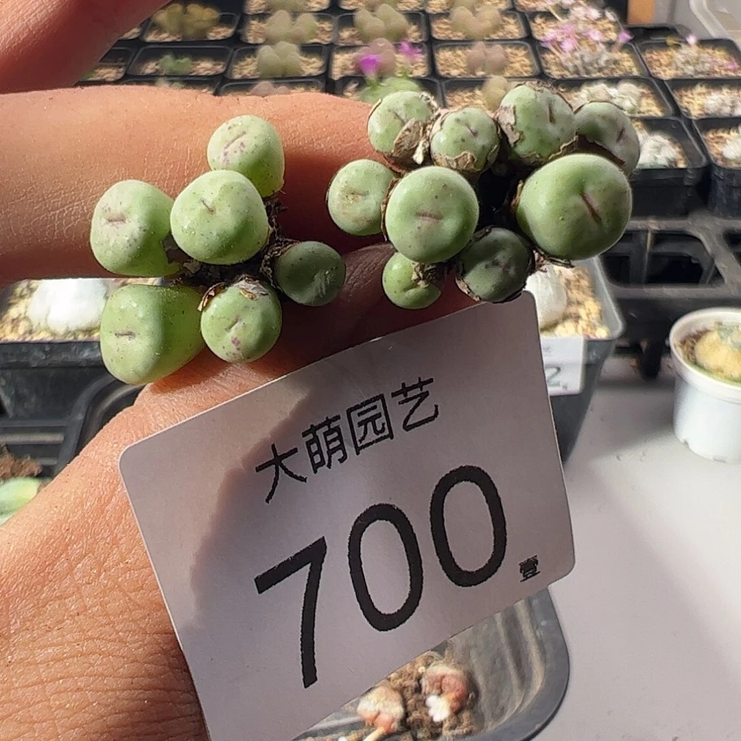 一物一拍。       700