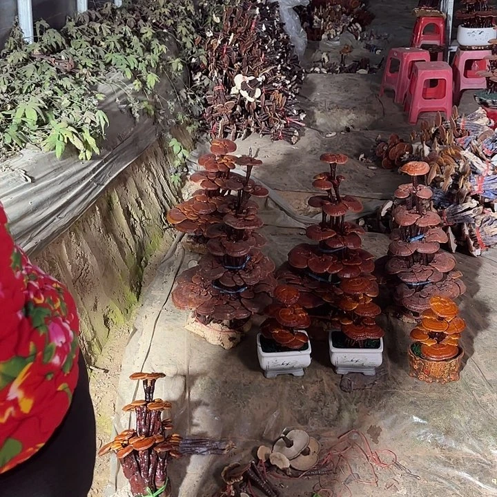 无花朵M****X灵芝花开了