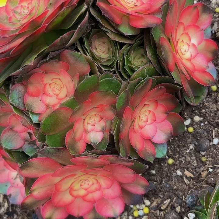 多肉植物福利来790个