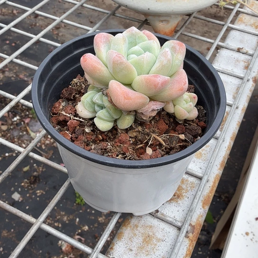 冰雨群多肉植物精品