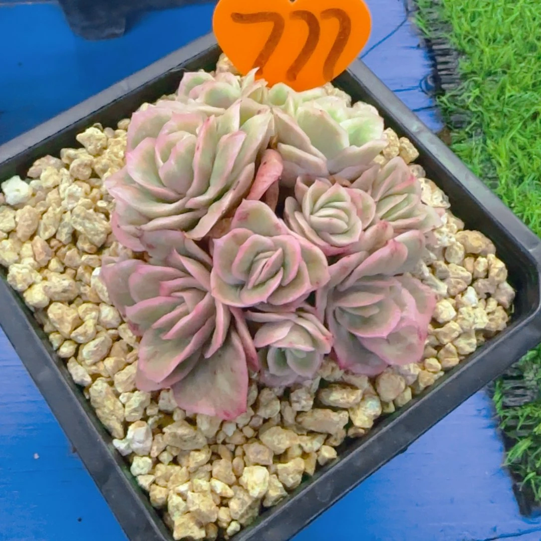 s****e777多肉植物一物一拍