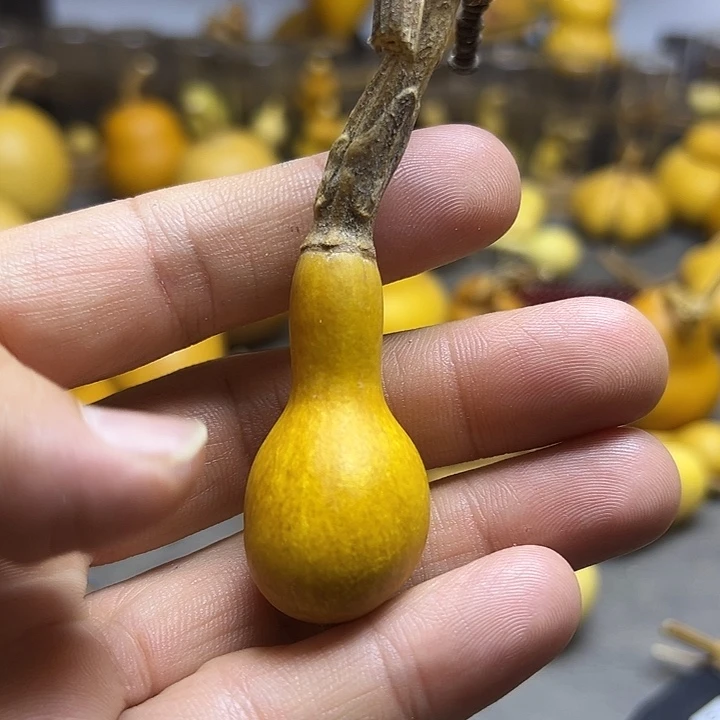 冲***啊小葫芦一物一拍一个
