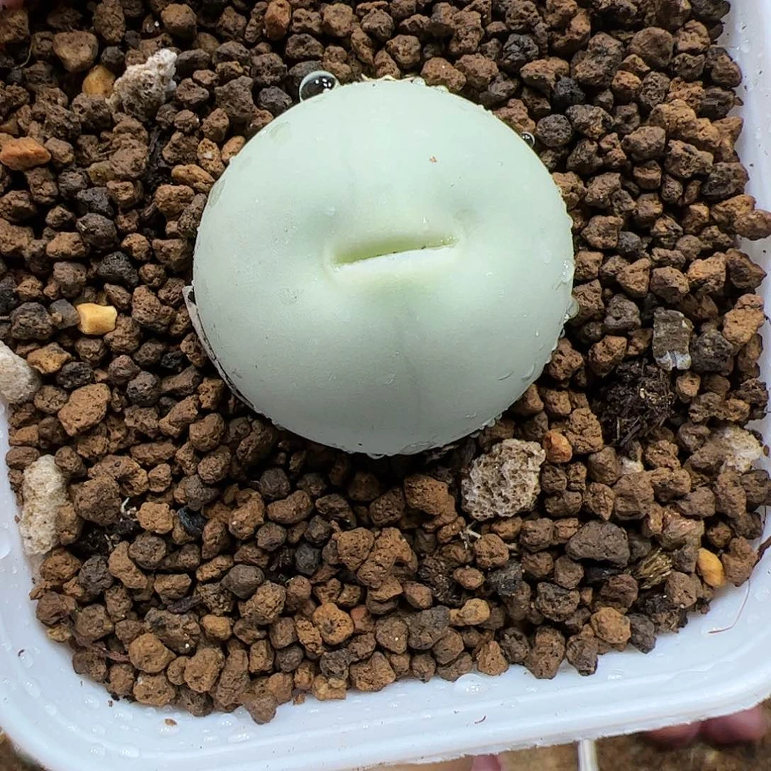 【闪购商品】320 鸽子蛋