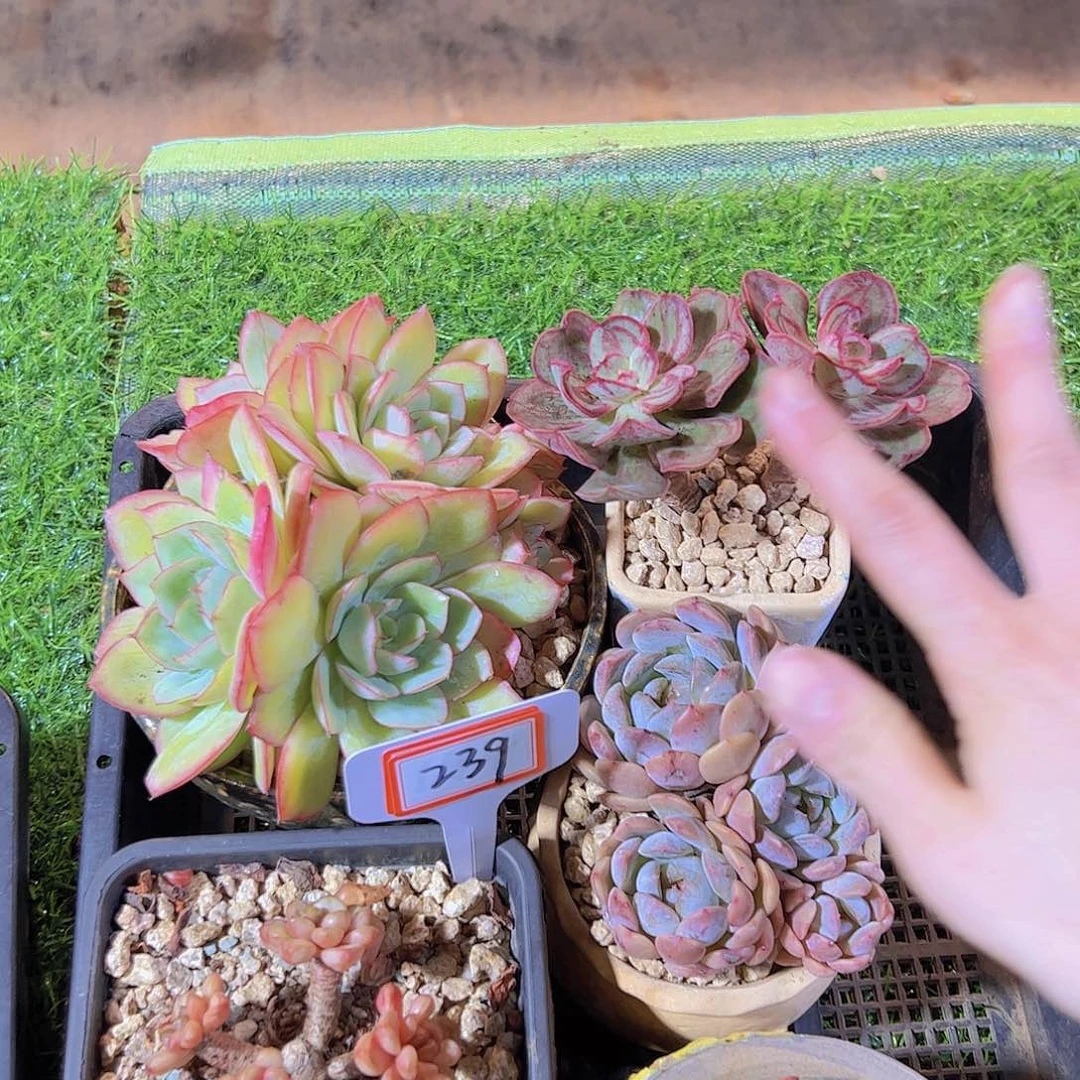 淡*239一框不售后29.9