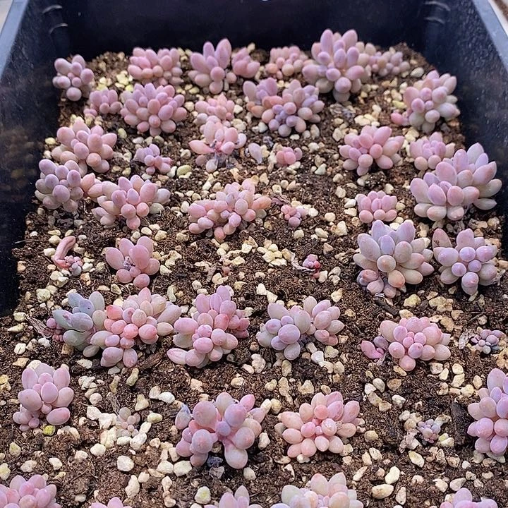 46 多肉植物盆栽花卉植物