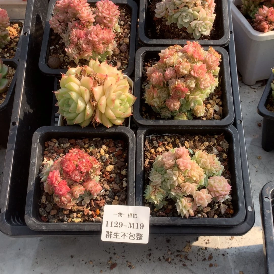 一物一框拍 1129-M19 群生不包整6颗
