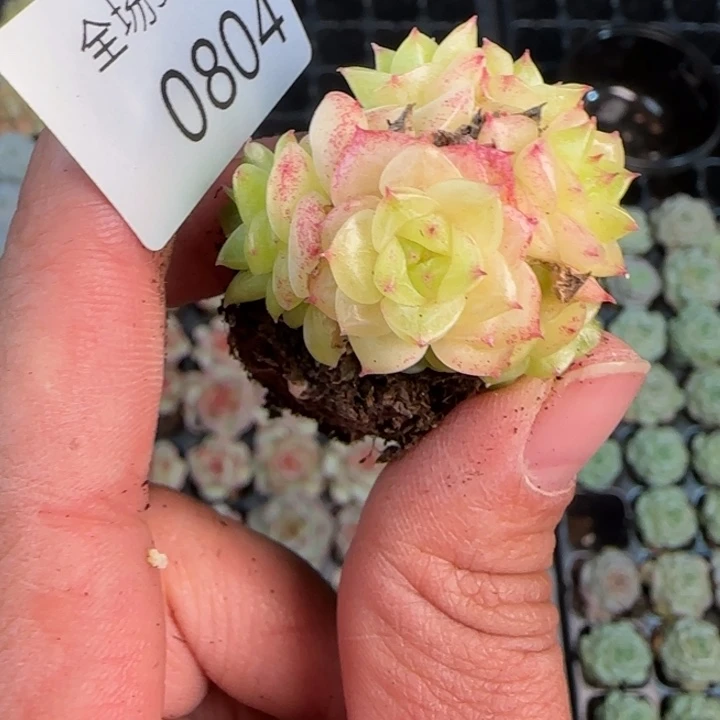804号画水粉麦杆一颗的价格