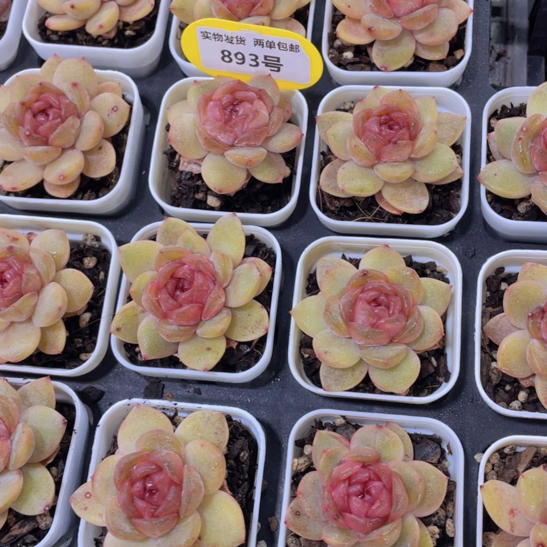 893号 全状态糖心红色恋人单头一个