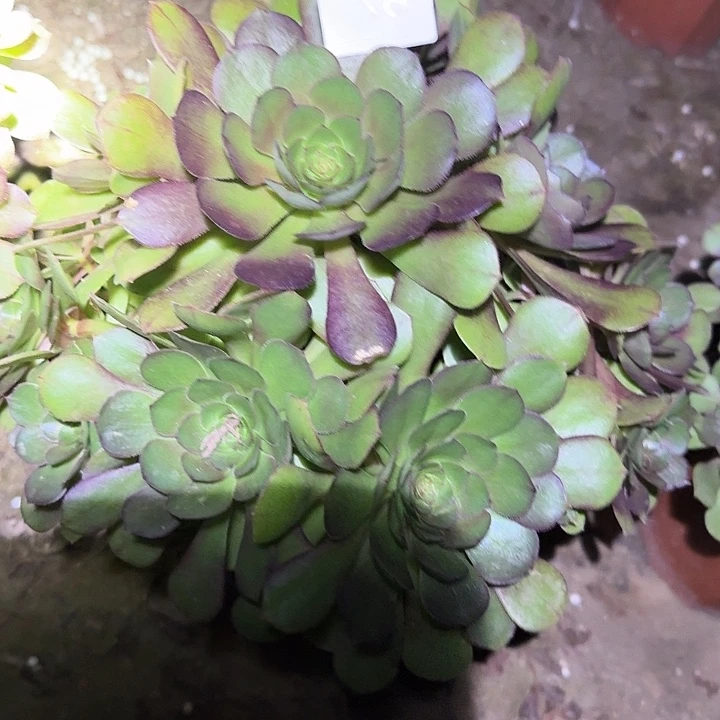 精品万圣节老桩亏本福利50